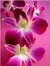 Pink orchid